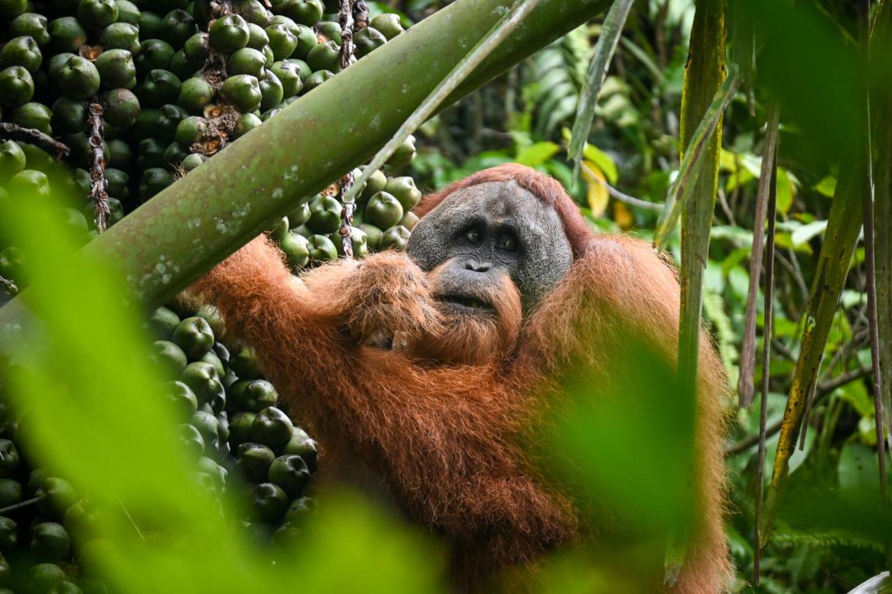 Sumatra Expedition Lodge Bukit Lawang Kültér fotó