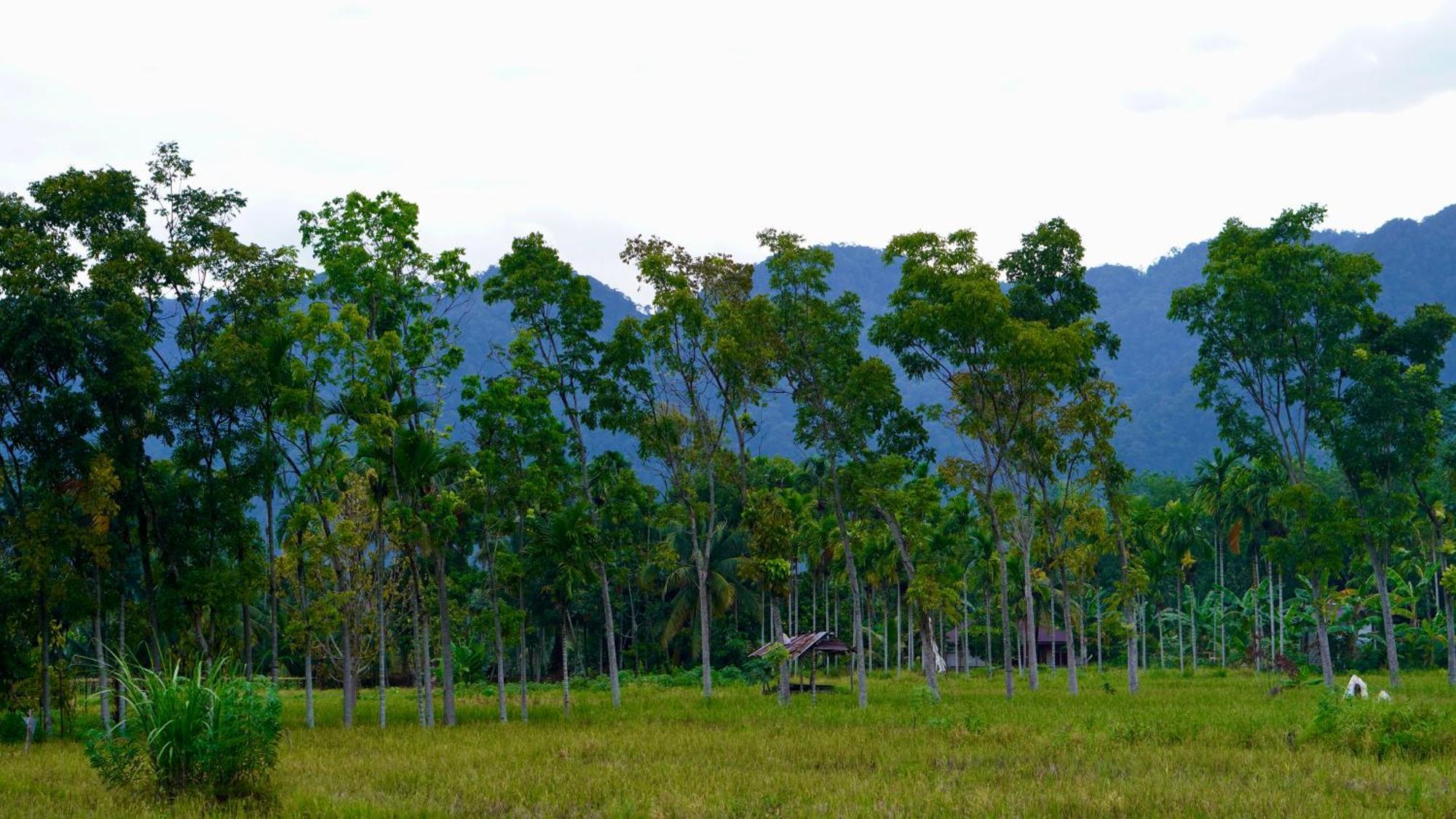 Sumatra Expedition Lodge Bukit Lawang Kültér fotó